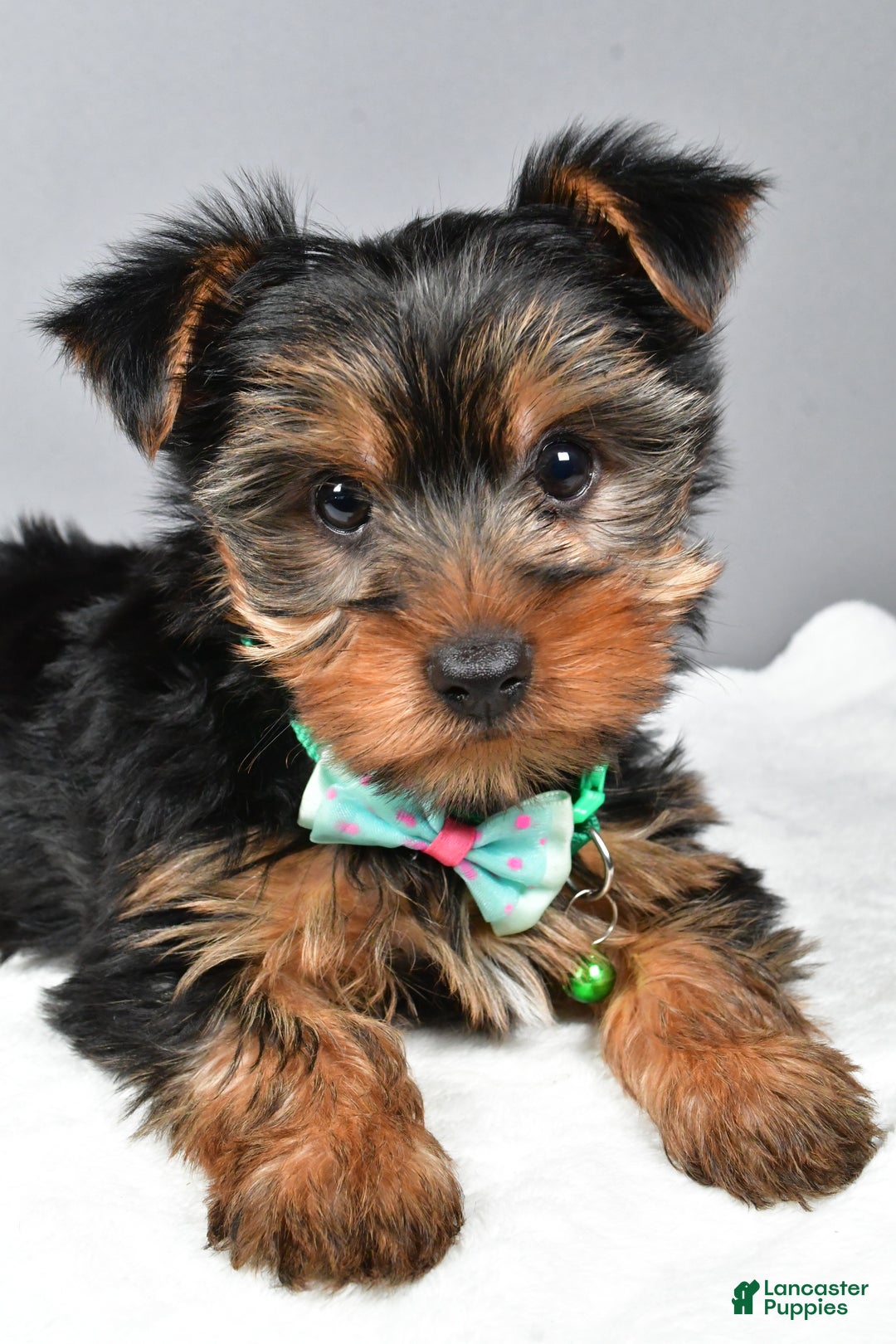 Morkie dogs for sale: Patrick - Ad 3