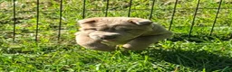 Shar Pei dogs for sale: Lyla - Ad 21