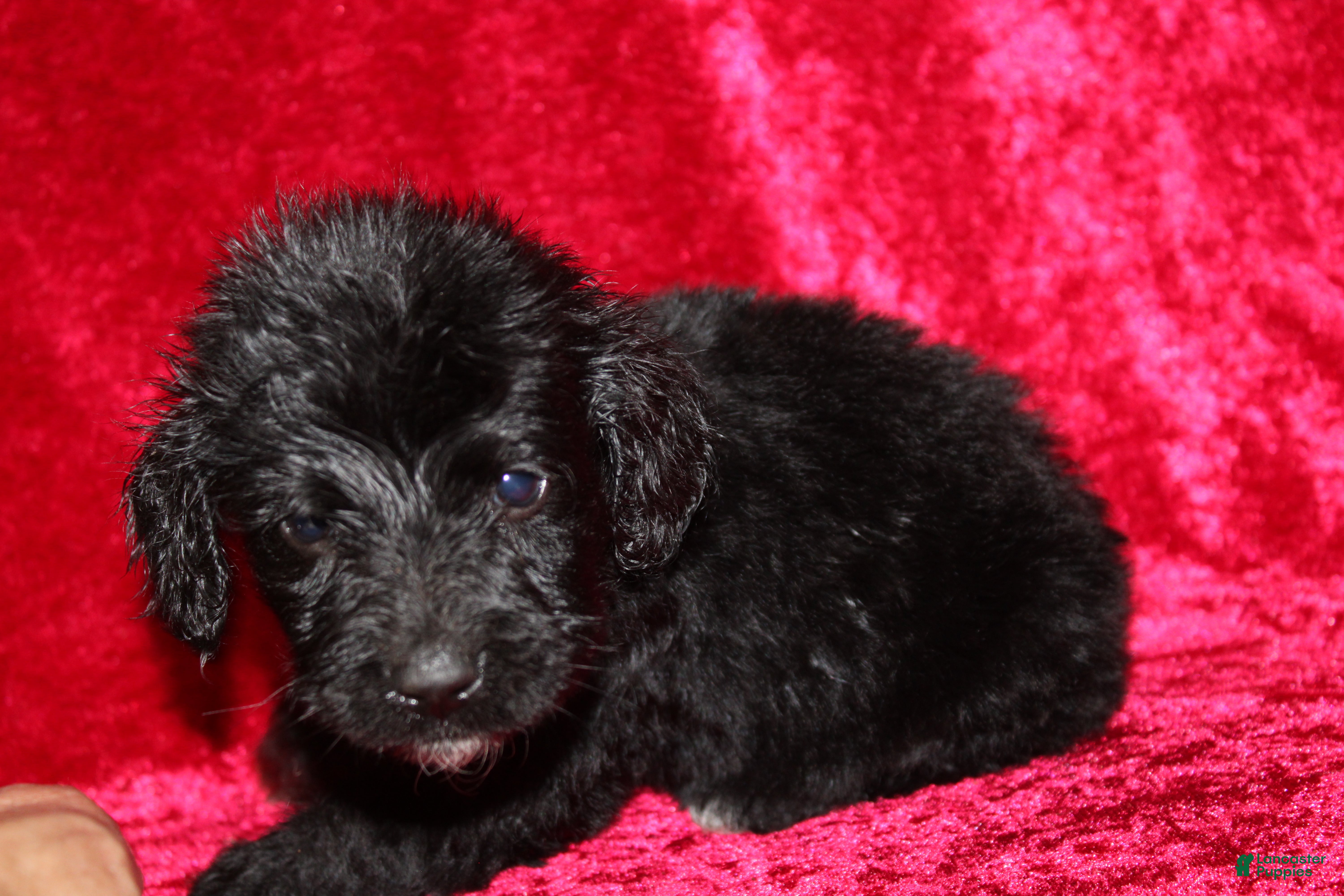 Doxiepoo dogs Doxiepoo Chase - Ad 15