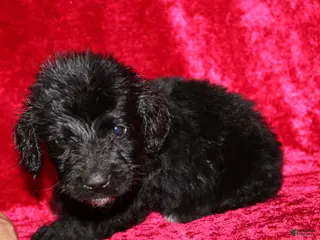 Doxiepoo dogs Doxiepoo Chase - Ad 15