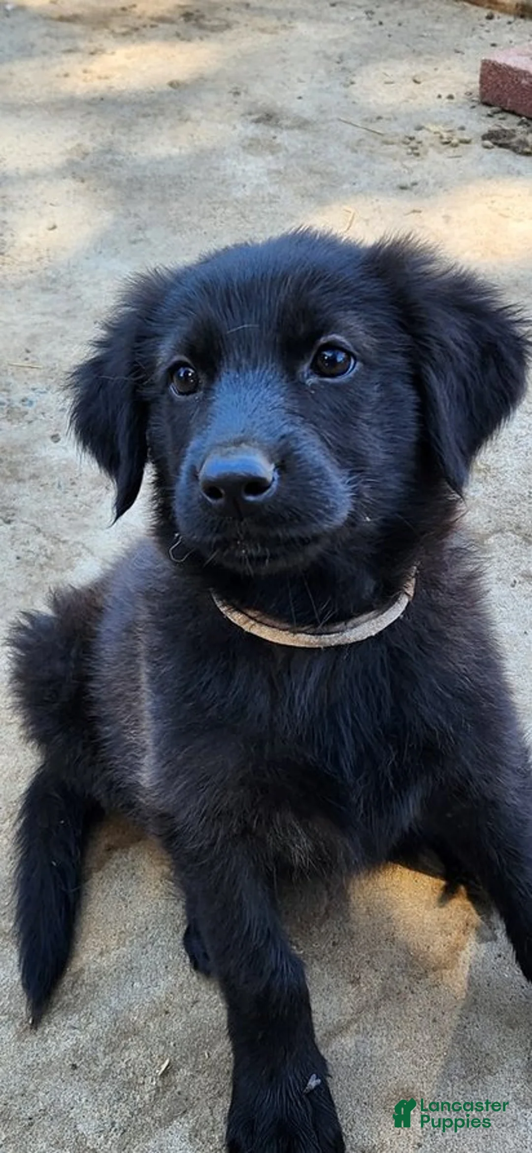 Golden Shepherd dogs for sale: Coconut - Ad 1