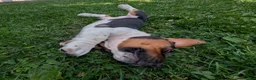 Basset Hound dogs for sale: Arrow - Ad 8