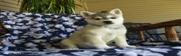 Alaskan Klee Kai dogs for sale: Martha - Ad 1