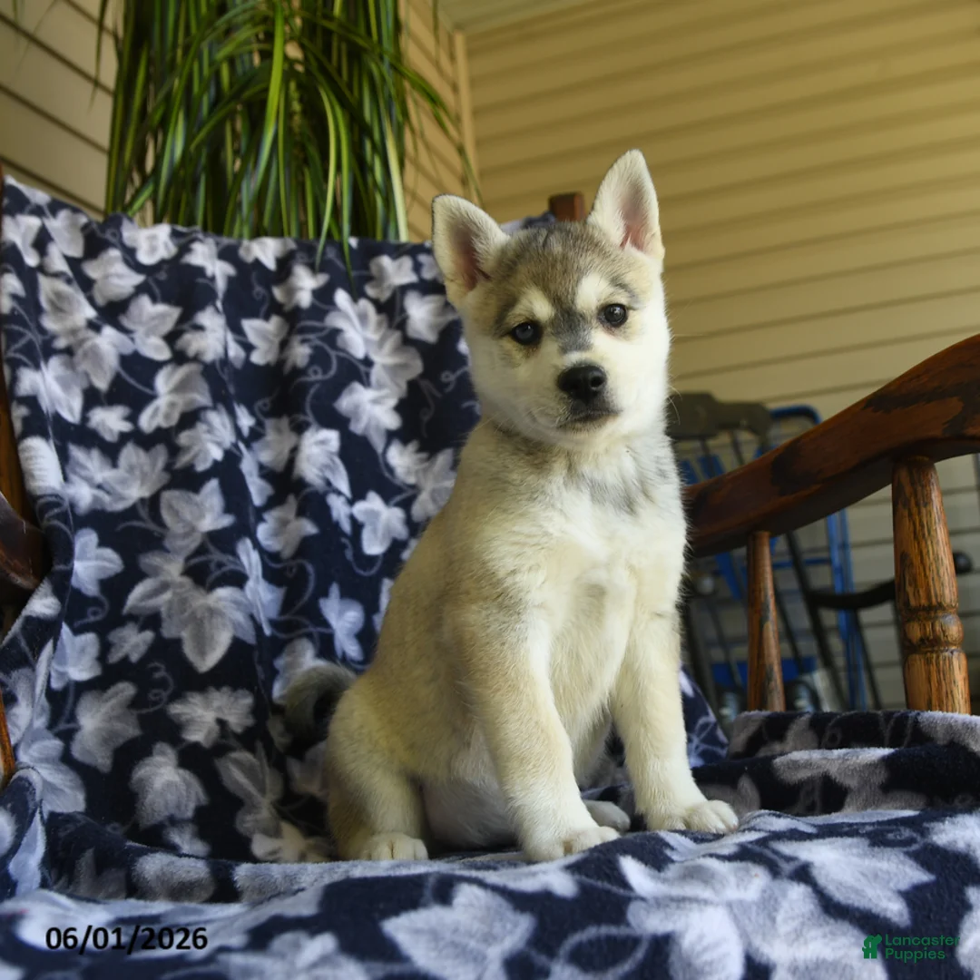 Alaskan Klee Kai dogs for sale: Martha - Ad 1