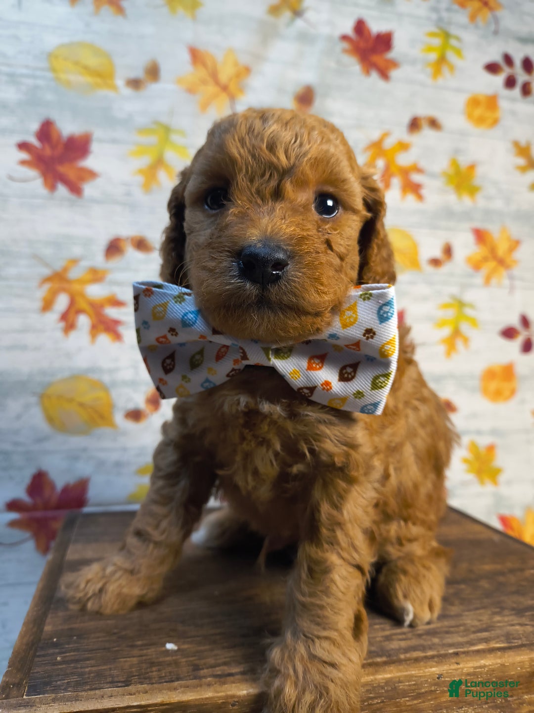 Mini Goldendoodle dogs for sale: Clove  - Ad 5