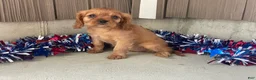 Cavalier King Charles Spaniel dogs for sale: Helen Cavalier King Charles Spaniel  - Ad 4