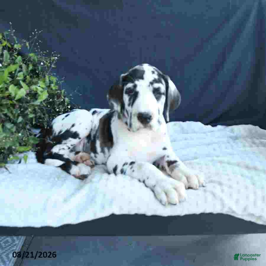 Great Dane dogs Ally - Ad 1