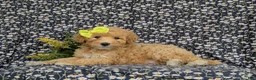 Mixed Breed dogs for sale: Mitzi Hypoallergenic - Ad 6