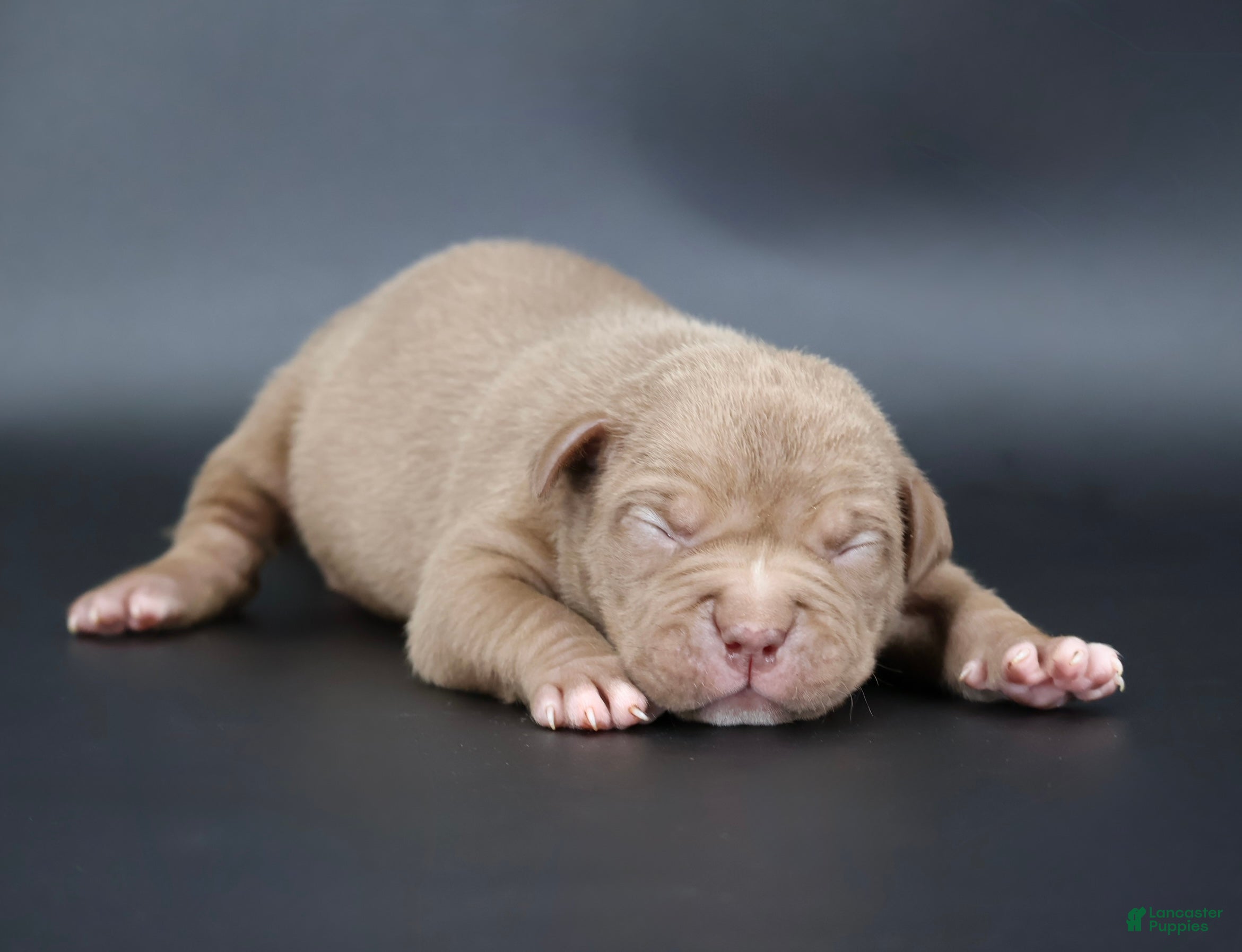 American Bully dogs Grace - Ad 29