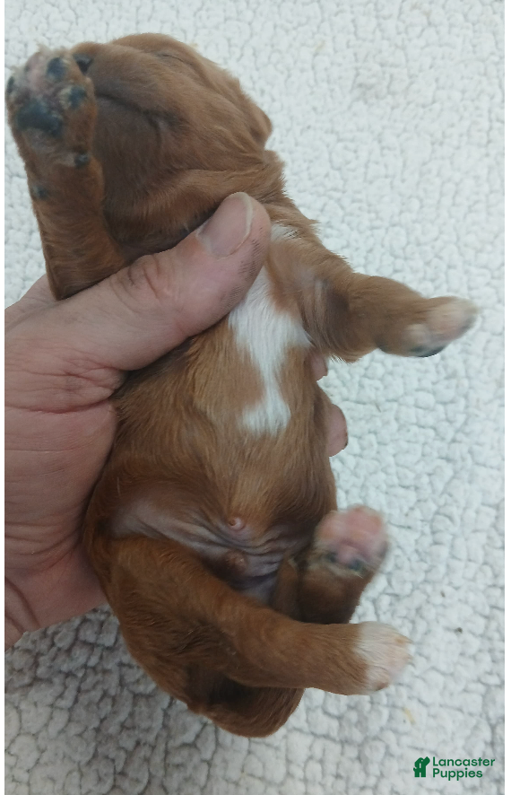 Cavapoo dogs BJ's Umpire - Ad 1