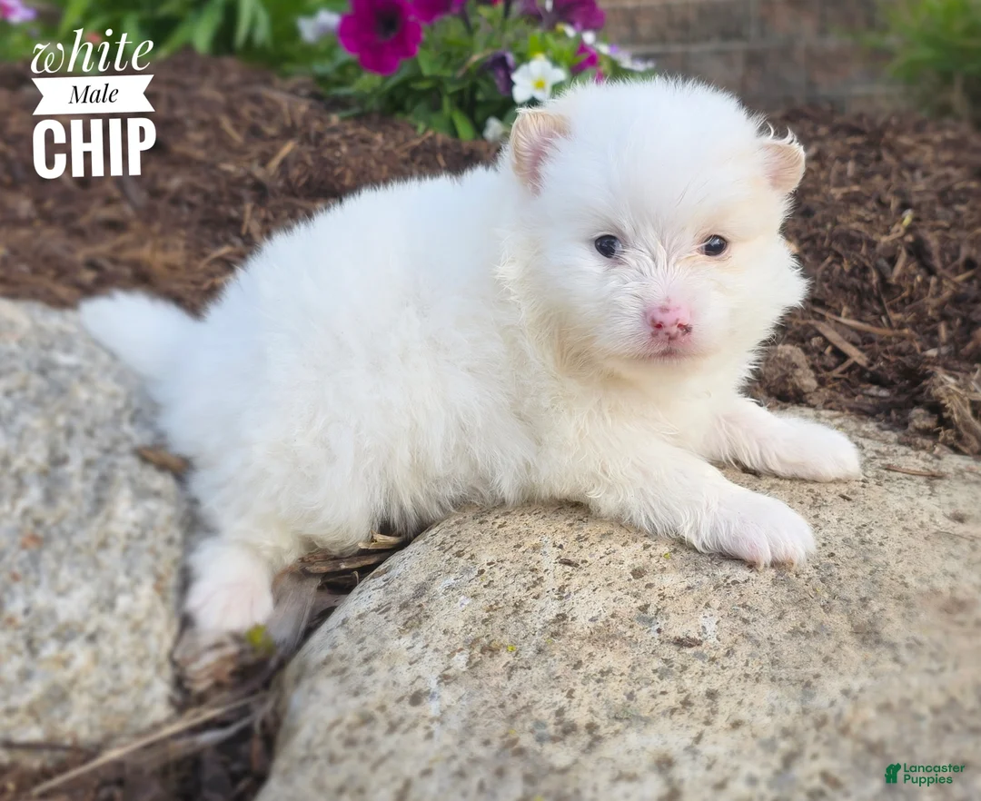Pomeranian dogs for sale: Chip ( White) - Ad 2