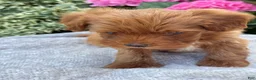 Toy Poodle dogs for sale: Patrick - Ad 7