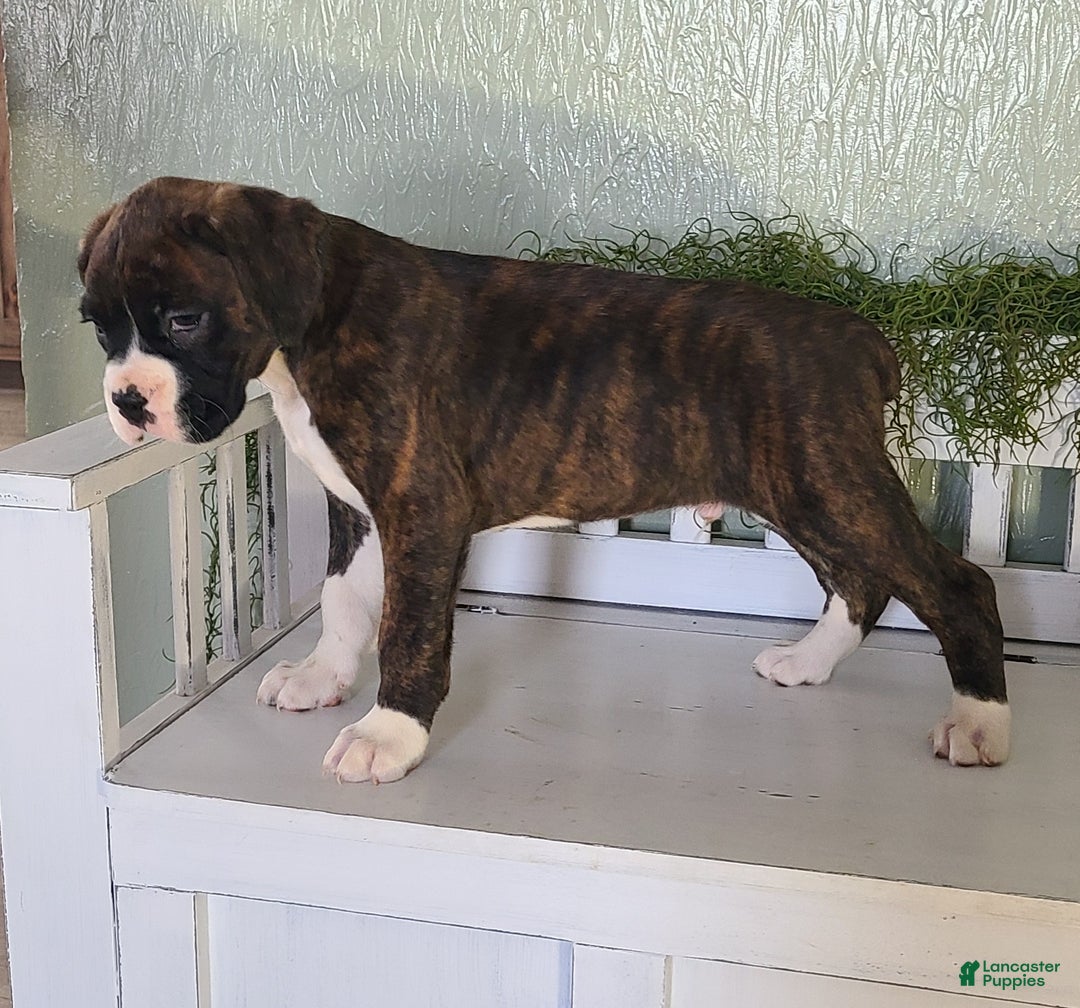 Boxer dogs for sale: Rocky - Ad 2