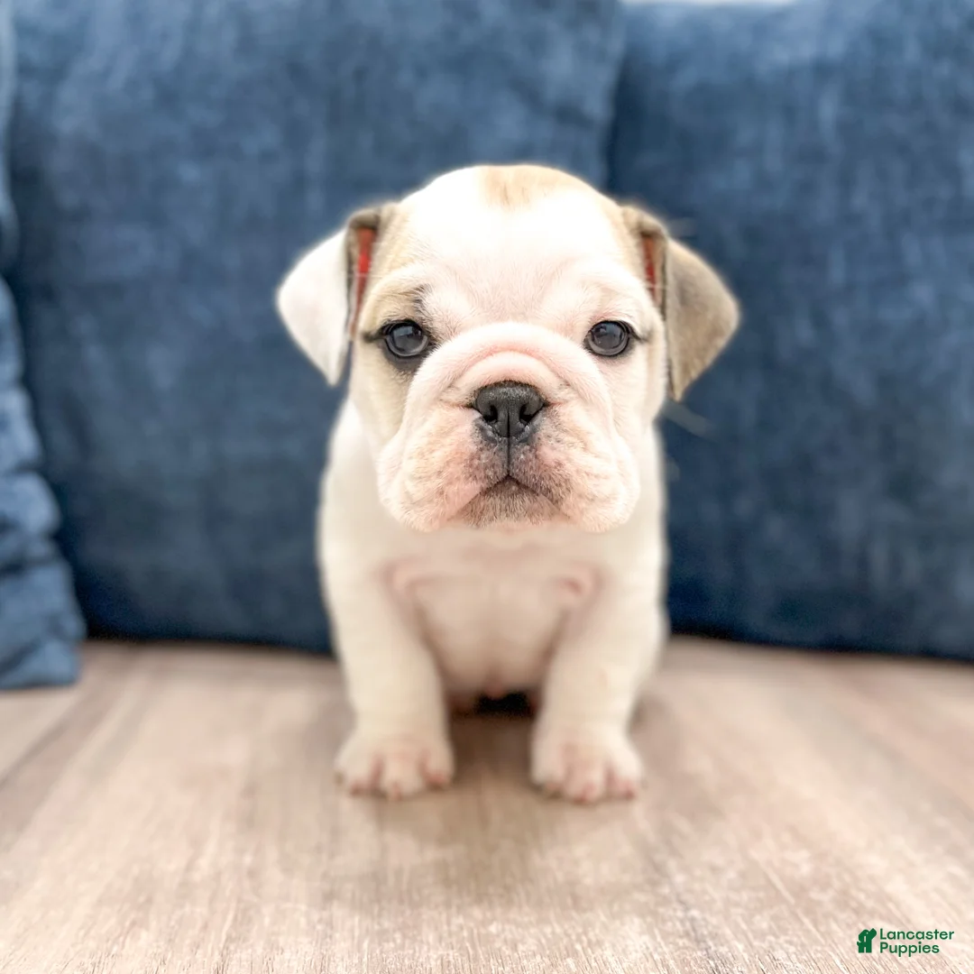 Beabull dogs for sale: Macy - Ad 1