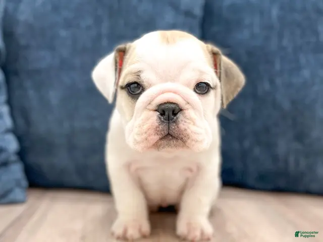 Beabull dogs Macy - Ad 1