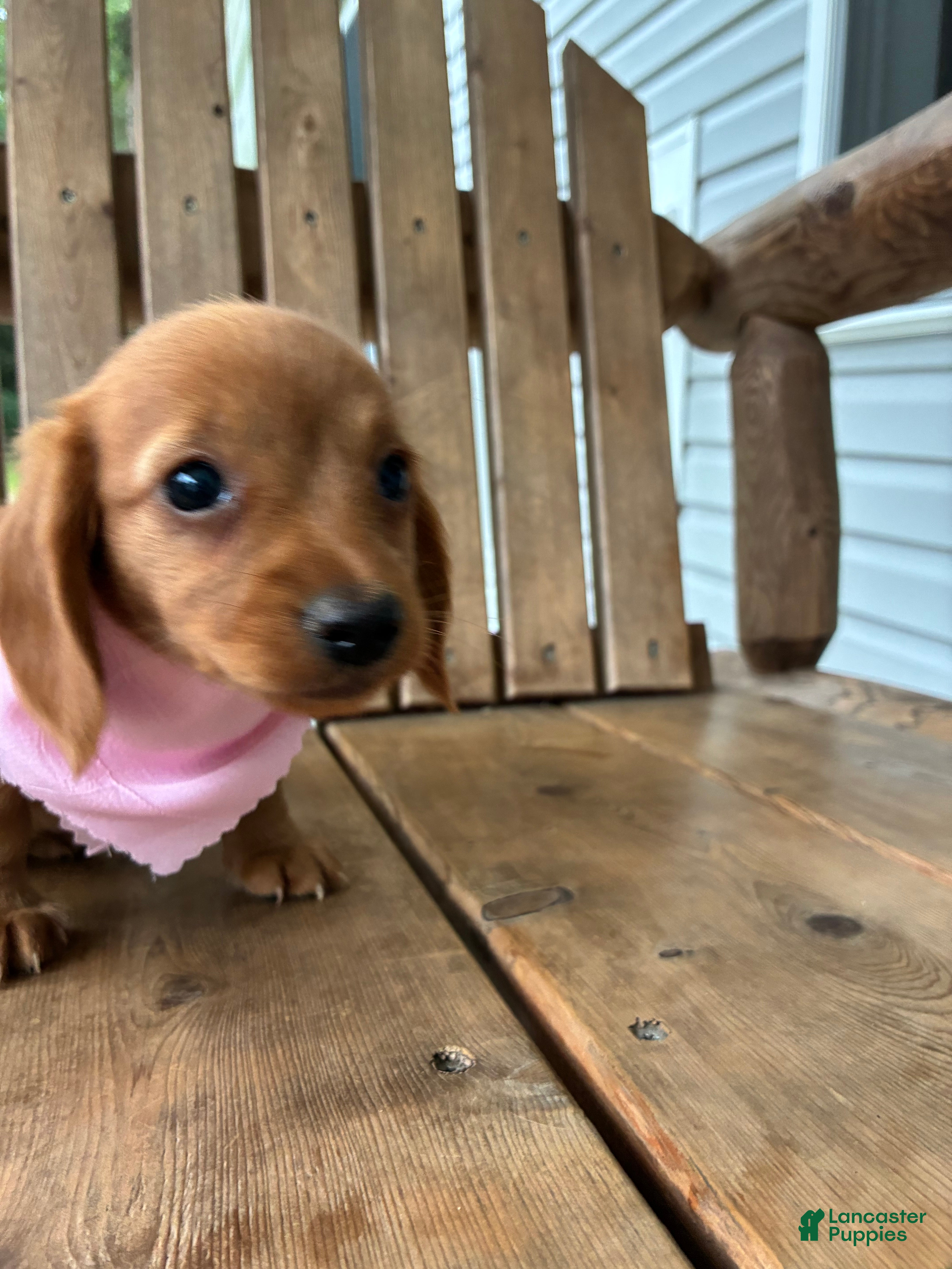 Miniature Dachshund dogs Cindy - Ad 2