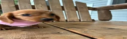 Miniature Dachshund dogs for sale: Cindy - Ad 2