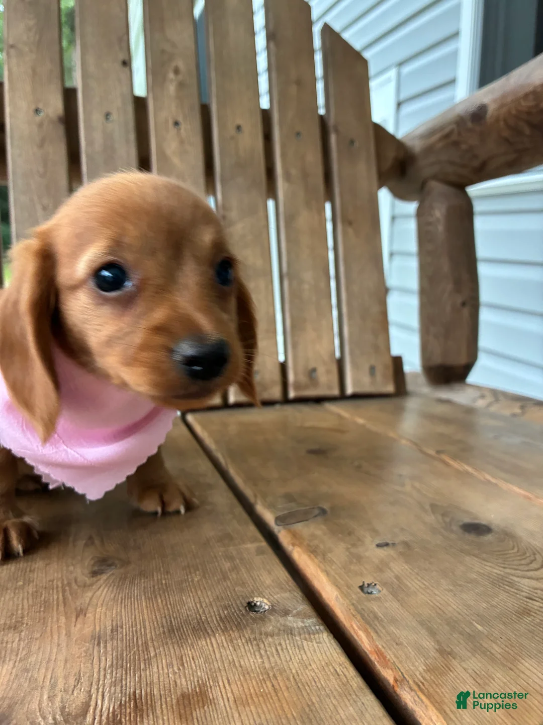 Miniature Dachshund dogs for sale: Cindy - Ad 2
