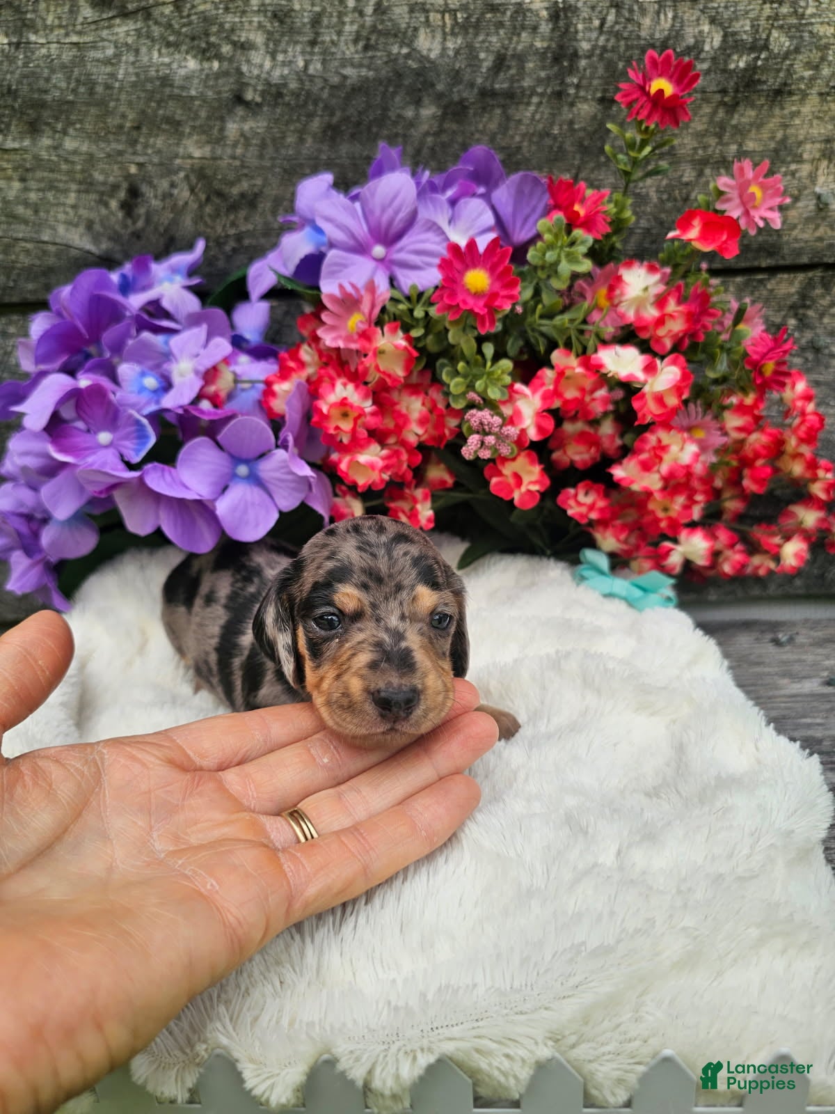 Dachshund dogs Ruben - Ad 2