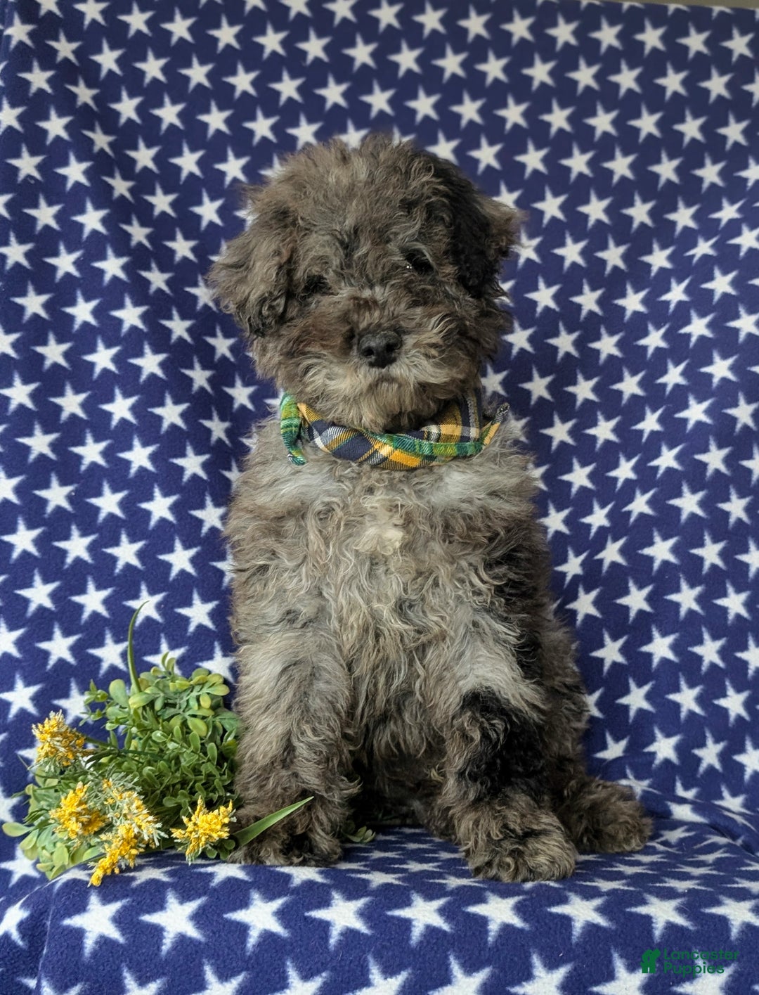 Miniature Poodle dogs for sale: Wesley - Ad 2