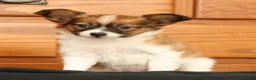 Papillon dogs for sale: Max - Ad 7