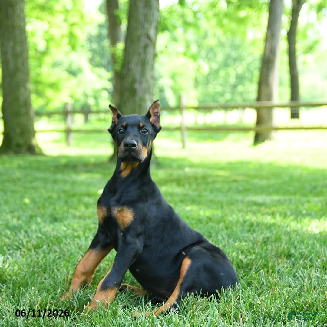 Doberman Pinscher dogs for sale: Lillie - Ad 1