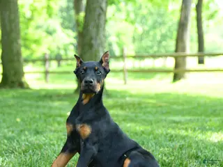 Doberman Pinscher dogs for sale: Lillie - Ad 4