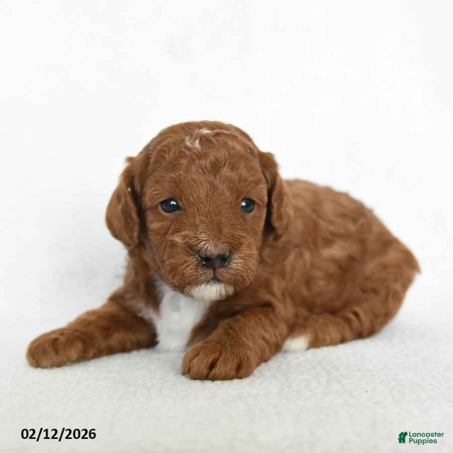 Toy Poodle dogs Joy - Ad 31