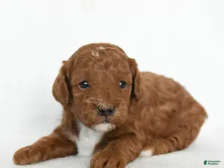 Toy Poodle dogs Joy - Ad 31