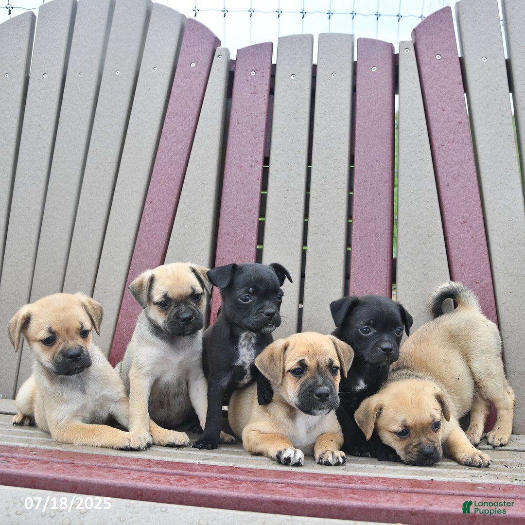 Mixed Breed dogs for sale: Bandit - Ad 10