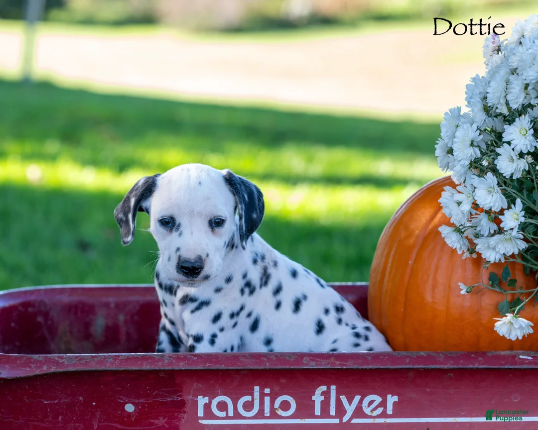 Dalmatian dogs for sale: Dotty - Ad 1