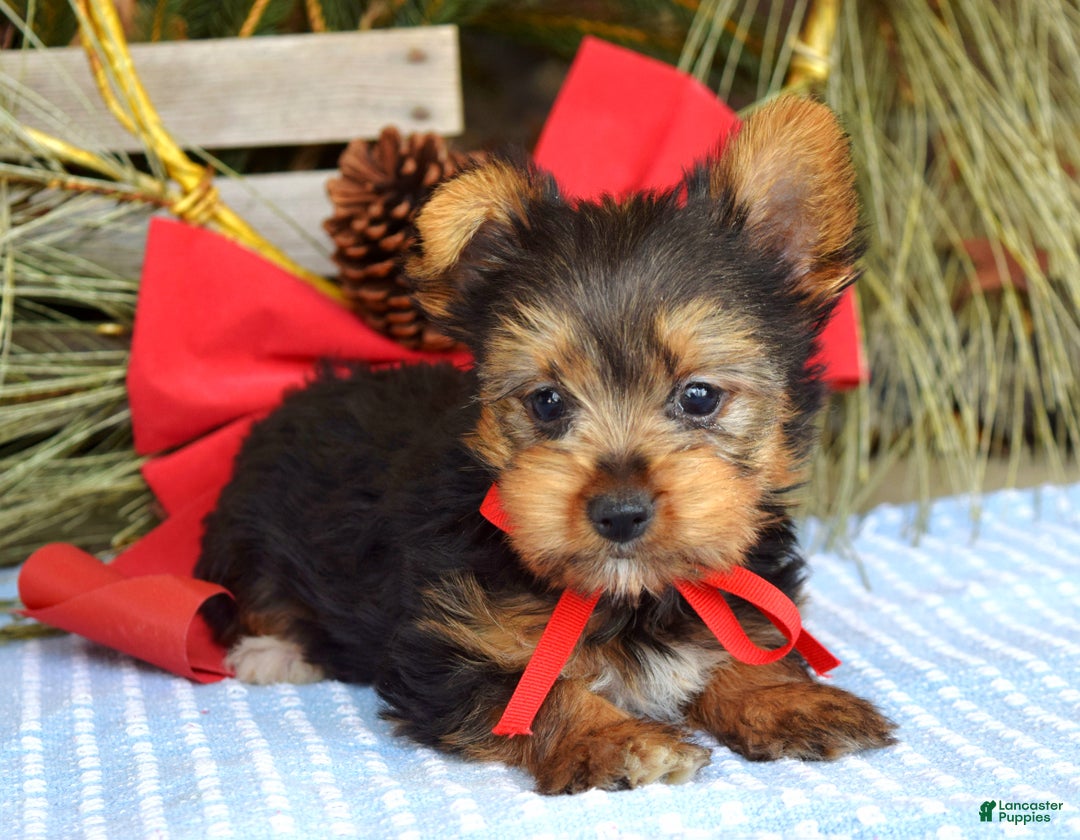 Yorkshire Terrier dogs for sale: Mason - Ad 12