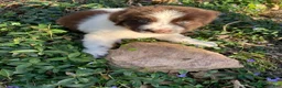 Newfoundland dogs for sale: Newfoundland Puppy brown - Ad 2