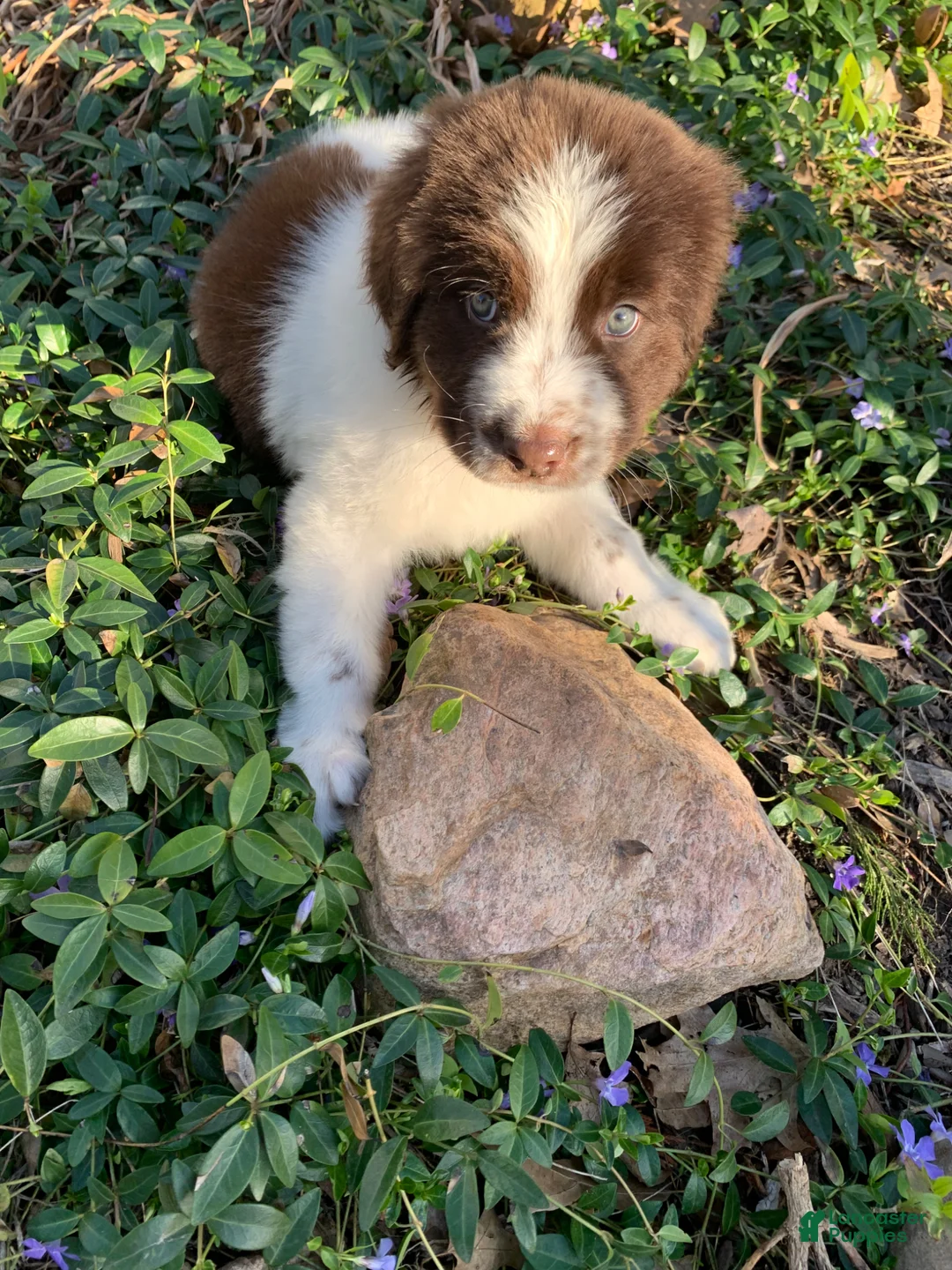 Newfoundland dogs for sale: Newfoundland Puppy brown - Ad 2