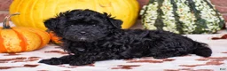 Havapoo dogs for sale: Dylan - Ad 3