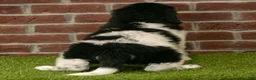 Newfoundland dogs for sale: Max - Ad 7