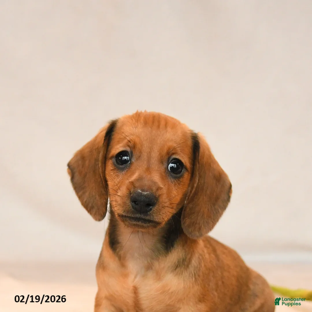 Miniature Dachshund dogs for sale: Ocean - Ad 5