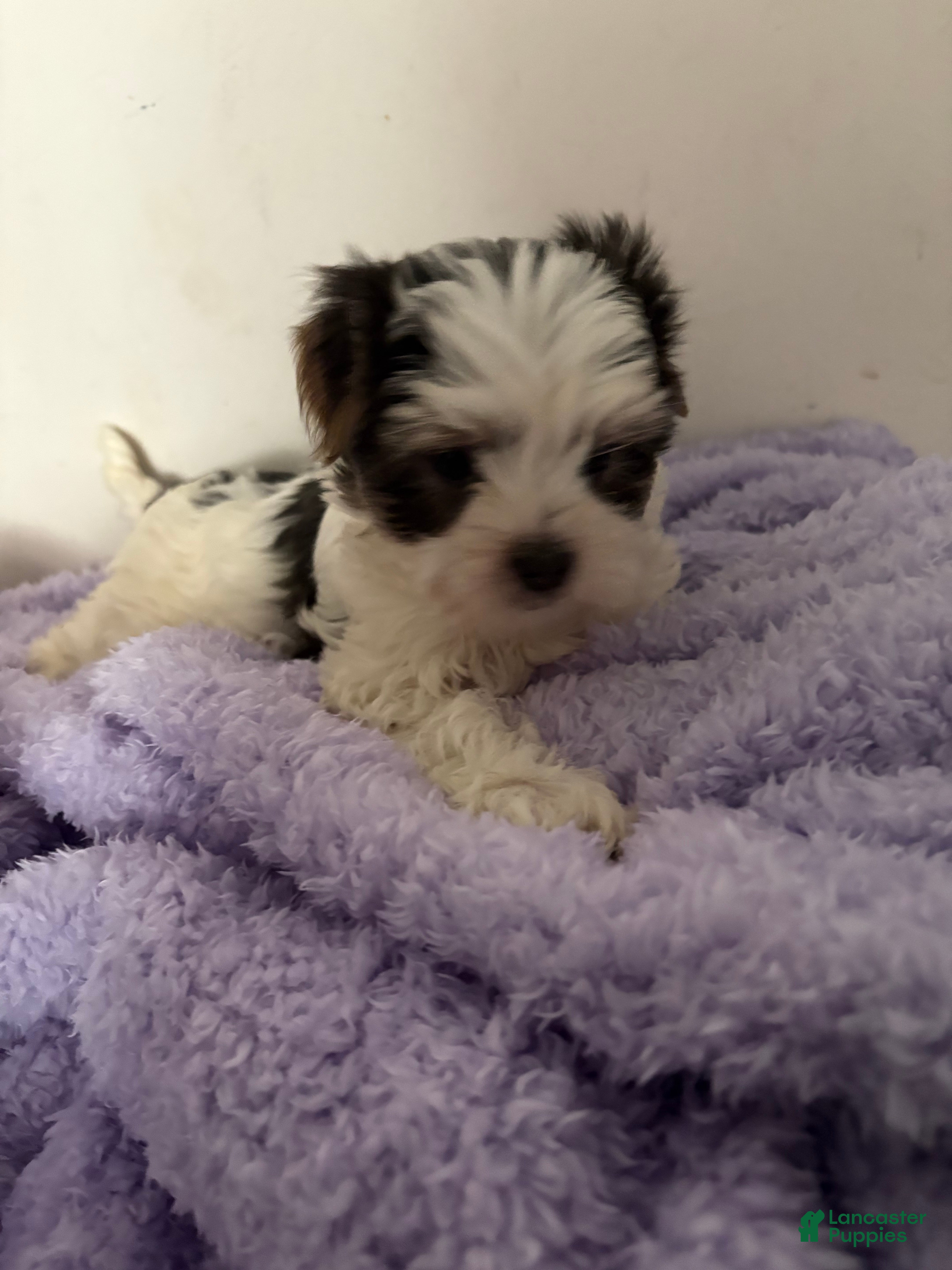 Morkie dogs Sir Blueberry - Ad 15