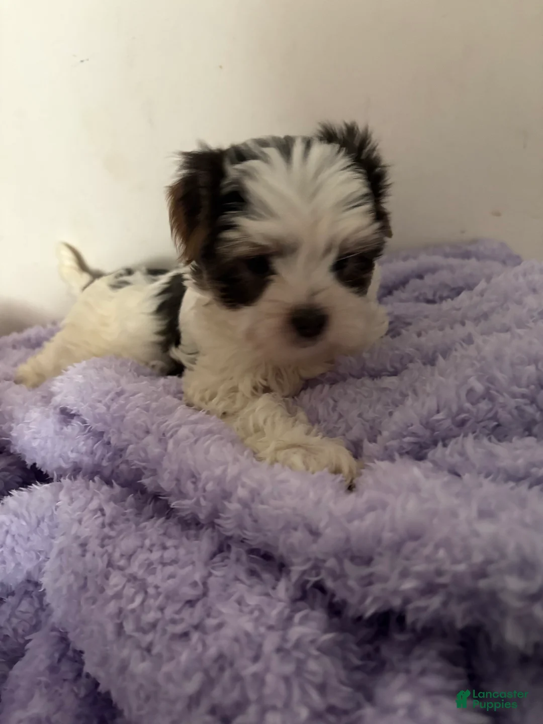 Morkie dogs for sale: Sir Blueberry - Ad 1