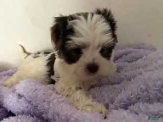 Morkie dogs Sir Blueberry - Ad 19