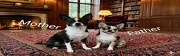 Chihuahua dogs for sale: Chihuahua 2 - Ad 8