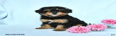 Posie