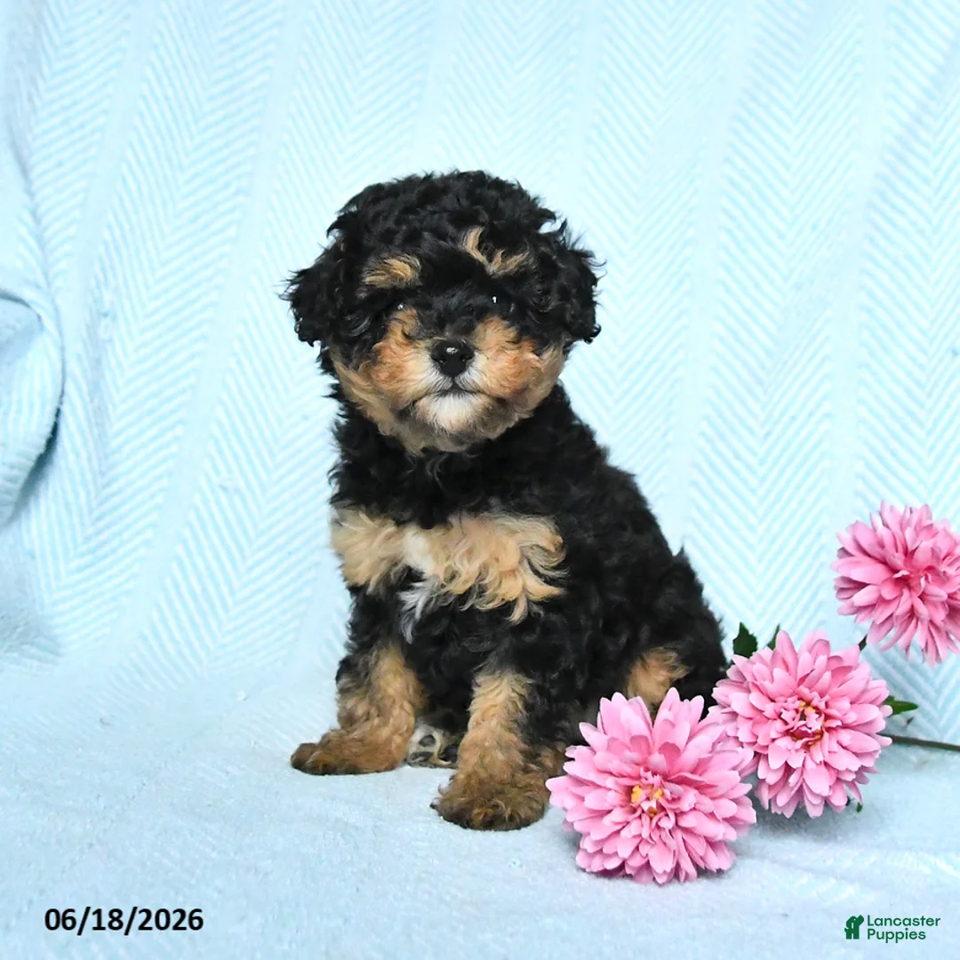 Miniature Poodle dogs for sale: Posie - Ad 1