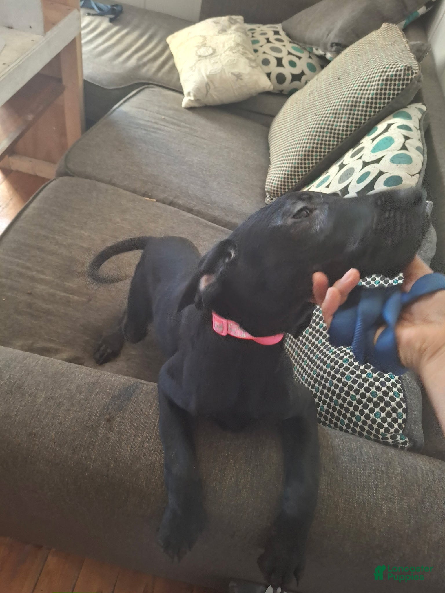 Labrador Retriever dogs Labrador Retriever Puppy 3 - Ad 41