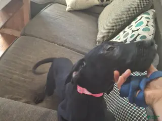 Labrador Retriever dogs Labrador Retriever Puppy 3 - Ad 41