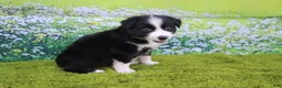 Australian Shepherd dogs for sale: Lucy - Ad 5