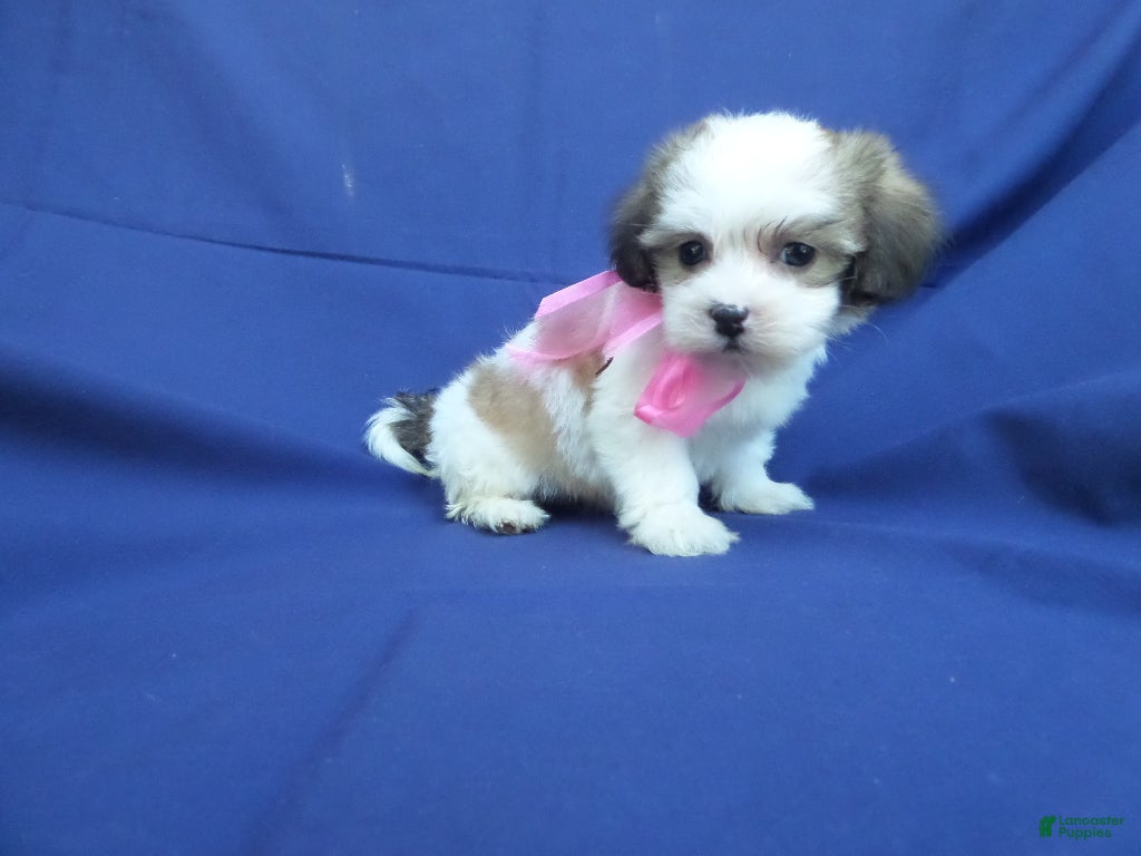 Maltipoo dogs Vira  - Ad 22