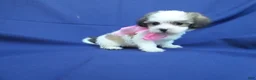 Maltipoo dogs for sale: Vira  - Ad 1