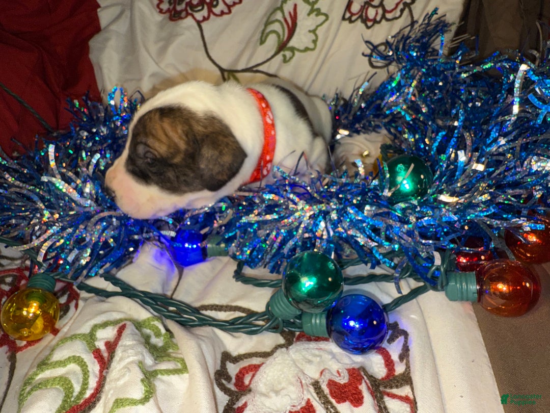 Great Dane dogs for sale: Howard - Ad 8