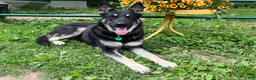 German Shepherd dogs for sale: COMING SOON!! Trained Deterrent Dog!!  - Ad 17